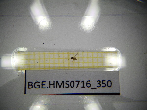  ( - BGE.HMS0716_350)  @11 [ ] CreativeCommons Attribution (2024) Dept Invertebrate Zoology and Hydrobiology, University of Lodz University of Lodz
