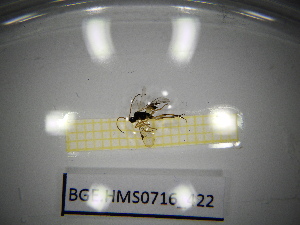 ( - BGE.HMS0716_422)  @11 [ ] CreativeCommons Attribution (2024) Dept Invertebrate Zoology and Hydrobiology, University of Lodz University of Lodz