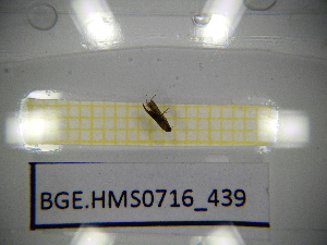  ( - BGE.HMS0716_439)  @11 [ ] CreativeCommons Attribution (2024) Dept Invertebrate Zoology and Hydrobiology, University of Lodz University of Lodz