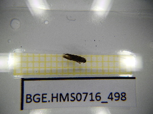  ( - BGE.HMS0716_498)  @11 [ ] CreativeCommons Attribution (2024) Dept Invertebrate Zoology and Hydrobiology, University of Lodz University of Lodz