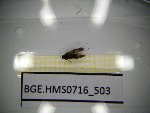  ( - BGE.HMS0716_503)  @11 [ ] CreativeCommons Attribution (2024) Dept Invertebrate Zoology and Hydrobiology, University of Lodz University of Lodz