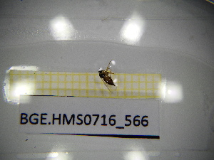  ( - BGE.HMS0716_566)  @11 [ ] CreativeCommons Attribution (2024) Dept Invertebrate Zoology and Hydrobiology, University of Lodz University of Lodz