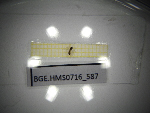  ( - BGE.HMS0716_587)  @11 [ ] CreativeCommons Attribution (2024) Dept Invertebrate Zoology and Hydrobiology, University of Lodz University of Lodz