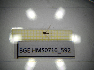  ( - BGE.HMS0716_592)  @11 [ ] CreativeCommons Attribution (2024) Dept Invertebrate Zoology and Hydrobiology, University of Lodz University of Lodz