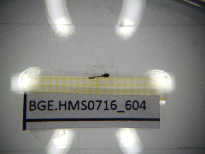  ( - BGE.HMS0716_604)  @11 [ ] CreativeCommons Attribution (2024) Dept Invertebrate Zoology and Hydrobiology, University of Lodz University of Lodz