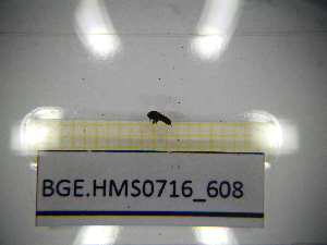  ( - BGE.HMS0716_608)  @11 [ ] CreativeCommons Attribution (2024) Dept Invertebrate Zoology and Hydrobiology, University of Lodz University of Lodz