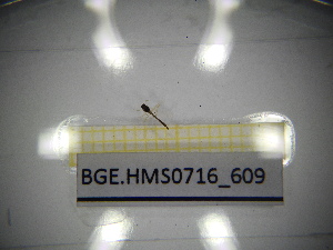  ( - BGE.HMS0716_609)  @11 [ ] CreativeCommons Attribution (2024) Dept Invertebrate Zoology and Hydrobiology, University of Lodz University of Lodz