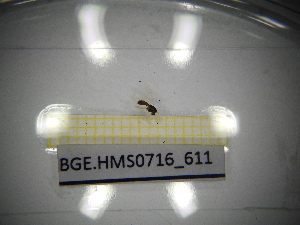  ( - BGE.HMS0716_611)  @11 [ ] CreativeCommons Attribution (2024) Dept Invertebrate Zoology and Hydrobiology, University of Lodz University of Lodz