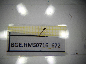  ( - BGE.HMS0716_672)  @11 [ ] CreativeCommons Attribution (2024) Dept Invertebrate Zoology and Hydrobiology, University of Lodz University of Lodz