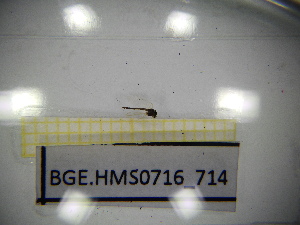  ( - BGE.HMS0716_714)  @11 [ ] CreativeCommons Attribution (2024) Dept Invertebrate Zoology and Hydrobiology, University of Lodz University of Lodz