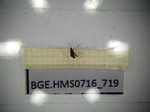  ( - BGE.HMS0716_719)  @11 [ ] CreativeCommons Attribution (2024) Dept Invertebrate Zoology and Hydrobiology, University of Lodz University of Lodz