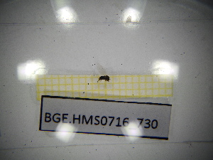  ( - BGE.HMS0716_730)  @11 [ ] CreativeCommons Attribution (2024) Dept Invertebrate Zoology and Hydrobiology, University of Lodz University of Lodz
