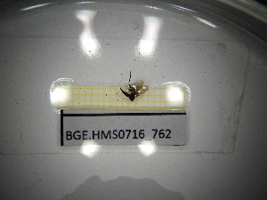  ( - BGE.HMS0716_762)  @11 [ ] CreativeCommons Attribution (2024) Dept Invertebrate Zoology and Hydrobiology, University of Lodz University of Lodz