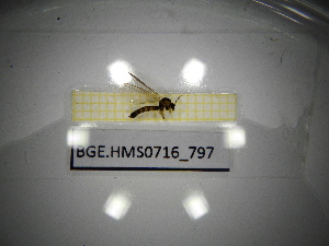  ( - BGE.HMS0716_797)  @11 [ ] CreativeCommons Attribution (2024) Dept Invertebrate Zoology and Hydrobiology, University of Lodz University of Lodz