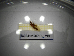 ( - BGE.HMS0716_798)  @11 [ ] CreativeCommons Attribution (2024) Dept Invertebrate Zoology and Hydrobiology, University of Lodz University of Lodz