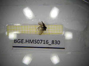  ( - BGE.HMS0716_830)  @11 [ ] CreativeCommons Attribution (2024) Dept Invertebrate Zoology and Hydrobiology, University of Lodz University of Lodz