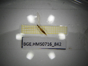  ( - BGE.HMS0716_842)  @11 [ ] CreativeCommons Attribution (2024) Dept Invertebrate Zoology and Hydrobiology, University of Lodz University of Lodz