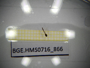  ( - BGE.HMS0716_866)  @11 [ ] CreativeCommons Attribution (2024) Dept Invertebrate Zoology and Hydrobiology, University of Lodz University of Lodz