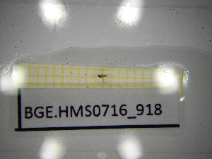  ( - BGE.HMS0716_918)  @11 [ ] CreativeCommons Attribution (2024) Dept Invertebrate Zoology and Hydrobiology, University of Lodz University of Lodz