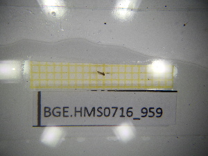  ( - BGE.HMS0716_959)  @11 [ ] CreativeCommons Attribution (2024) Dept Invertebrate Zoology and Hydrobiology, University of Lodz University of Lodz