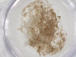  ( - CBG-A44252-D07)  @11 [ ] CreativeCommons - Attribution Share - Alike (2024) Centre for Biodiversity Genomics Centre for Biodiversity Genomics