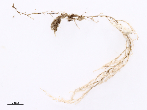  ( - CBG-A44252-E03)  @11 [ ] CreativeCommons - Attribution Share - Alike (2024) CBG Photography Group Centre for Biodiversity Genomics