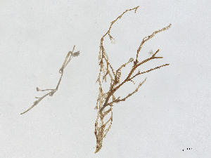  ( - CBG-A44252-E04)  @11 [ ] CreativeCommons - Attribution Share - Alike (2024) CBG Photography Group Centre for Biodiversity Genomics