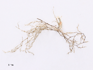  ( - CBG-A44252-E06)  @11 [ ] CreativeCommons - Attribution Share - Alike (2024) CBG Photography Group Centre for Biodiversity Genomics