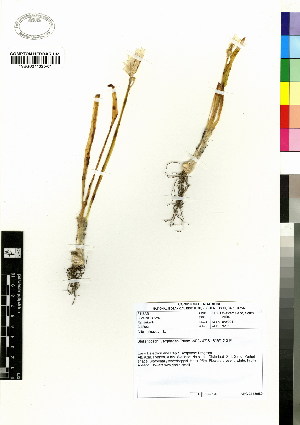  (Allium triquetrum - C-L_R-0002)  @11 [ ] CreativeCommons - Attribution Non-Commercial Share-Alike (2012) Mamadi Theresa Sethusa University of Johannesburg