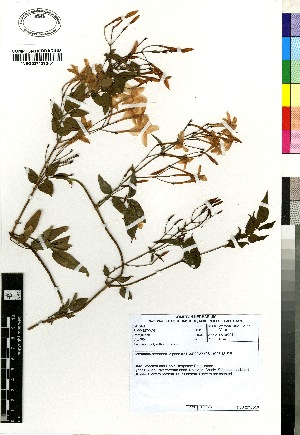  (Jasminum polyanthum - C-L_R-0065)  @11 [ ] CreativeCommons - Attribution Non-Commercial Share-Alike (2012) Mamadi Theresa Sethusa University of Johannesburg