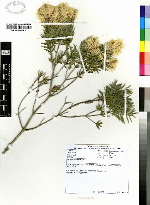  (Melaleuca linariifolia - DMP316)  @11 [ ] CreativeCommons - Attribution Non-Commercial Share-Alike (2012) Mamadi Theresa Sethusa University of Johannesburg