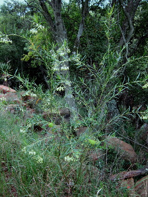  (Gomphocarpus physocarpus - KMS-0358)  @13 [ ] CreativeCommons - Attribution Non-Commercial Share-Alike (2012) Mamadi Theresa Sethusa University of Johannesburg