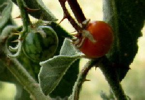  (Solanum heterantherum - KMS-0393)  @11 [ ] CreativeCommons - Attribution Non-Commercial Share-Alike (2012) Mamadi Theresa Sethusa University of Johannesburg