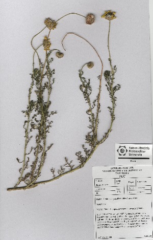  (Ursinia chrysanthemoides - NMMU_0043)  @11 [ ] CreativeCommons - Attribution Non-Commercial Share-Alike (2012) Mamadi Theresa Sethusa University of Johannesburg