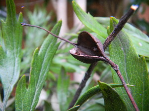  ( - MvdB0051)  @11 [ ] No Rights Reserved  Unspecified Unspecified