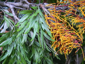  ( - MvdB0051)  @11 [ ] No Rights Reserved  Unspecified Unspecified