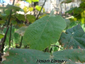  (Dombeya rotundifolia - Hosam00246)  @11 [ ] Copyright (2013) Dr. Hosam Elansary Alexandria University
