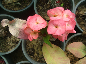  (Euphorbia lophogona - Hosam00471)  @11 [ ] Copyright (2013) Dr. Hosam Elansary Alexandria University