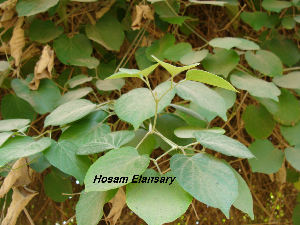  (Amphilophium paniculatum - Hosam00152)  @11 [ ] Copyright (2011) Dr. Hosam Elansary Alexandria University