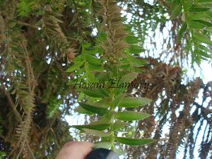  (Araucaria bidwillii - Hosam00052)  @11 [ ] Copyright (2010) Dr. Hosam Elansary Alexandria University