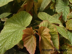  (Begonia semperflorens - Hosam00261)  @11 [ ] Copyright (2013) Dr. Hosam Elansary Alexandria University