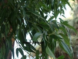  (Pinus canariensis - Hosam00174)  @13 [ ] Copyright (2011) Dr. Hosam Elansary Alexandria University