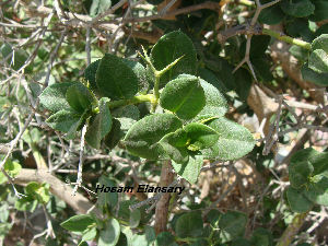  ( - Hosam00125)  @11 [ ] Copyright (2011) Dr. Hosam Elansary Alexandria University