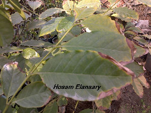  (Atalantia buxifolia - Hosam00163)  @11 [ ] Copyright (2011) Dr. Hosam Elansary Alexandria University
