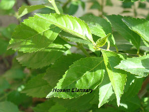  ( - Hosam00117)  @11 [ ] Copyright (2011) Dr. Hosam Elansary Alexandria University