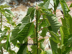  ( - Hosam00119)  @11 [ ] Copyright (2011) Dr. Hosam Elansary Alexandria University