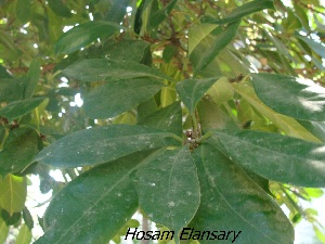  (Ficus platyphylla - Hosam00232)  @11 [ ] Copyright (2013) Dr. Hosam Elansary Alexandria University