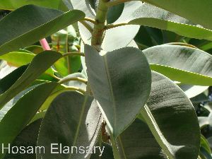  (Ficus elastica - Hosam00033)  @11 [ ] Copyright (2010) Dr. Hosam Elansary Alexandria University