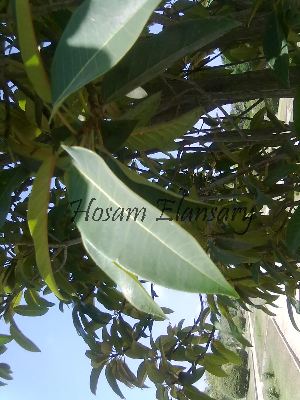  (Ficus longifolia - Hosam00032)  @11 [ ] Copyright (2010) Dr. Hosam Elansary Alexandria University