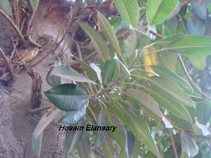  (Ficus macrophylla - Hosam00150)  @11 [ ] Copyright (2011) Dr. Hosam Elansary Alexandria University